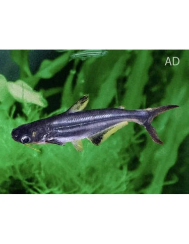 Pangasius Hypophthalmus 4-5cm
