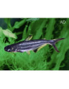 Pangasius Hypophthalmus 4-5cm