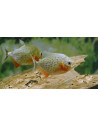 Pygocentrus Nattereri 2,5-4cm