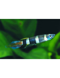 Epiplatys Annulatus 1,5-2cm