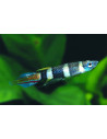 Epiplatys Annulatus 1,5-2cm