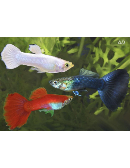 Guppy Mix Red/White/Blue mâle (Poecilia reticulata Mix Red/White/Blue) 3,5-4cm
