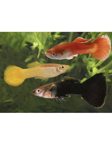 Guppy Mix Black/Yellow/Red mâle (Poecilia reticulata Mix Black/Yellow/Red) 3,5-4cm