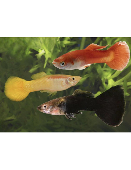 Guppy Mix Black/Yellow/Red mâle (Poecilia reticulata Mix Black/Yellow/Red) 3,5-4cm