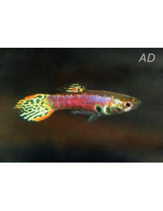 Guppy Tiger Neon mâle (Poecilia reticulata Tiger Neon) 3,5-4cm
