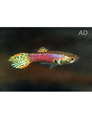 Guppy Tiger Neon mâle (Poecilia reticulata Tiger Neon) 3,5-4cm