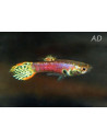 Guppy Tiger Neon mâle (Poecilia reticulata Tiger Neon) 3,5-4cm
