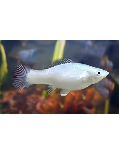 Molly sphenops Platinium (Poecilia sphenops Platinium) 3,5-4,5cm