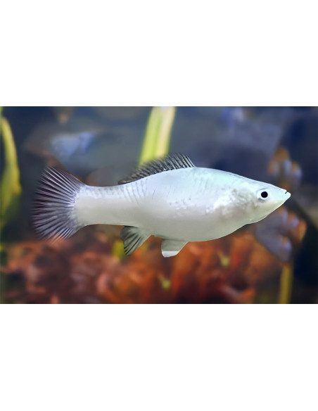 Molly sphenops Platinium (Poecilia sphenops Platinium) 3,5-4,5cm