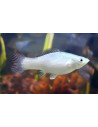 Molly sphenops Platinium (Poecilia sphenops Platinium) 3,5-4,5cm