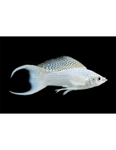 Molly sphenops Platinium Lyre (Poecilia sphenops Platinium Lyre) 3,5-4,5cm
