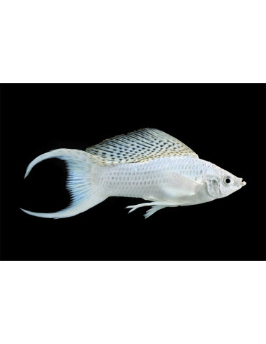 Poecilia Sphenops Platinium Lyre  3,5-4,5cm