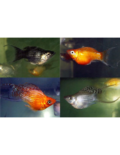Molly latipinna Balloon Mix Lyretail (Poecilia latipinna Balloon Mix Lyretail) 2-3cm