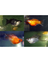 Poec.Latipina Balloon Mix Lyretail 2-3cm