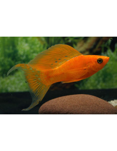 Molly latipinna Blood Red (Poecilia latipinna Blood Red) 4-5cm