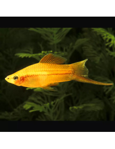Xipho Gold (Xiphophorus hellerii Gold) 4-5cm