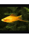 Xiphophorus Hellerii Gold 4-5cm