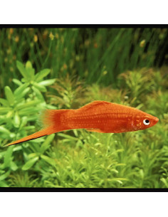 Xiphophorus Hellerii Red 4-5cm