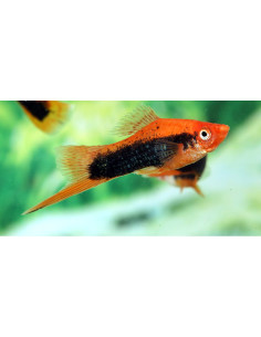 Xiphophorus Hellerii Red Tuxedo 4-5cm