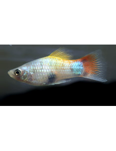 Platy Blue Butterfly Mickey 2,5-3cm