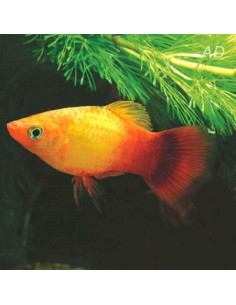 Platy Sunset (Xiphophorus maculatus) 2,5-3cm