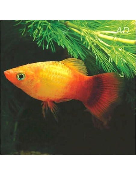 Platy Sunset (Xiphophorus maculatus) 2,5-3cm