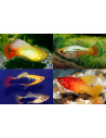Platy Variatus Mix 2,5-3cm