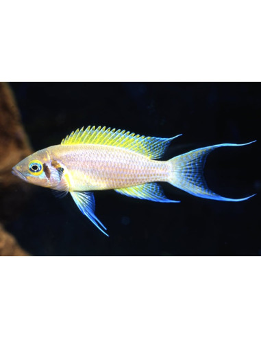 Neolamprologus Pulcher Daffodil 3-4cm