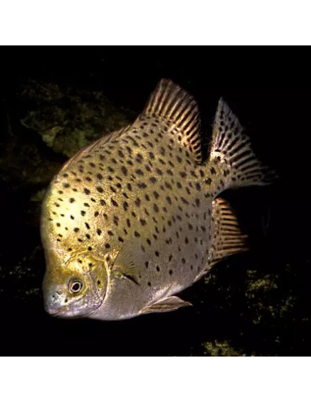 Poisson-scie Scatophagus argus (Scatophagus argus) 3,5-4cm Wild