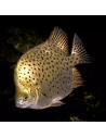 Poisson-scie Scatophagus argus (Scatophagus argus) 3,5-4cm Wild