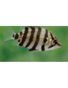 Datnioides Polota 4-6cm Wild