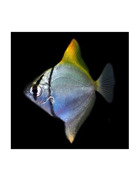 Monodactyle argenté (Monodactylus argenteus) 3,5cm