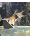 Scalaire Manacapuru (Pterophyllum sp. Manacapuru) 6-8cm