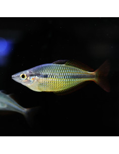 Melanotaenia Herbertaxelrodi 3,5-4cm