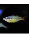 Melanotaenia Herbertaxelrodi 3,5-4cm