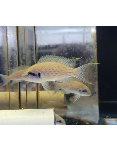 Neolamprologus brichardi Kiku (Neolamprologus brichardi "kiku") 4-5cm