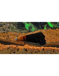 Escargot Faunus bicolore (Faunus sp. "bicolor") 3-4cm