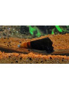 Escargot Faunus bicolore (Faunus sp. "bicolor") 3-4cm