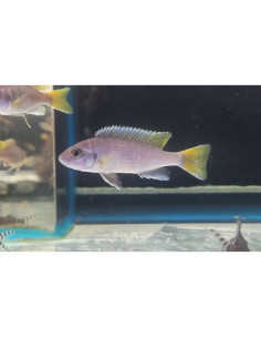 Pseudotropheus acei Luwala F1 (Pseudotropheus sp. "Acei" Luwala F1) 5-7cm