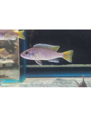 Pseudotropheus acei Luwala F1 (Pseudotropheus sp. "Acei" Luwala F1) 5-7cm