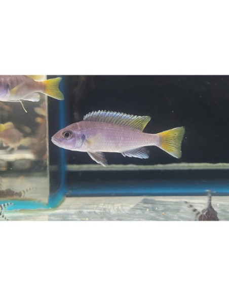 Pseudotropheus acei Luwala F1 (Pseudotropheus sp. "Acei" Luwala F1) 5-7cm