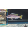 Pseudotropheus acei Luwala F1 (Pseudotropheus sp. "Acei" Luwala F1) 5-7cm