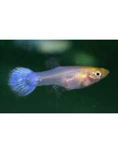 Guppy femelle blanche