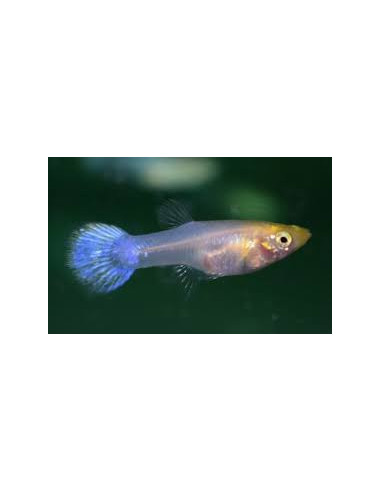 Guppy femelle blanche