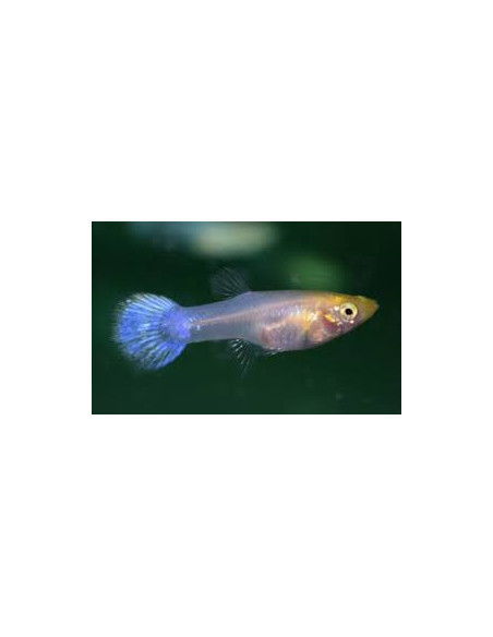 Guppy femelle blanche