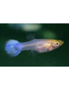 Guppy femelle blanche