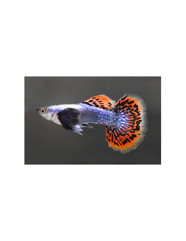 Guppy Dumbo Blue Mosaic (Guppy Dumbo Blue Mosaic) 3cm