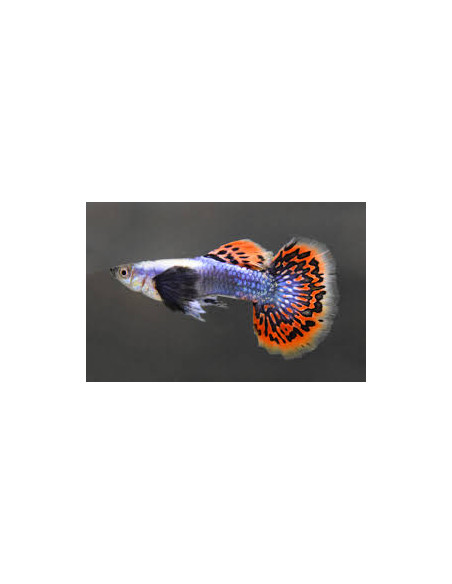 Guppy Dumbo Blue Mosaic (Guppy Dumbo Blue Mosaic) 3cm