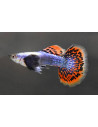 Guppy Dumbo Blue Mosaic (Guppy Dumbo Blue Mosaic) 3cm