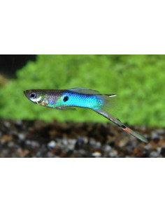 Guppy "Japan" (pair)